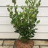 ggh 60-80 cm buy online UK.