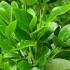 Griselinia Green Horizon also known as New Zealand Privet Green Horizon, buy online UK