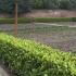 Griselinia hedge surrounding vegatable garden in a walled English country garden