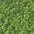 Evergreen Griselinia Hedge giving privacy screening all year round