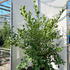 grise 1.5-1.7 m buy online UK.