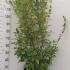 Griselinia Littoralis - New Zealand Privet 1-1.25 m buy online UK.
