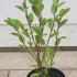 Griselinia Littoralis - New Zealand Privet 40-60 cm buy online UK.