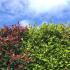 Griselinia interspersed with Photinia Red Robin hedging