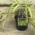 Hakonechloa macra Aureola 10-20 cm buy online UK.