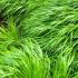 Hakonechloa Macra Japanese Forest Grass Hakone grass