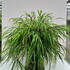 hmg 20-30 cm buy online UK.