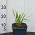 Hakonechloa Macra Japanese Forest Grass 10 cm buy online UK.