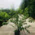 hcal 1-1.25 m buy online UK.