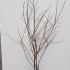 Halesia Carolina - Carolina Silverbell 1.25-1.5 m buy online UK.