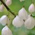 Halesia Monticola or Snowdrop Tree, small deciduous tree, very beautiful in spring when branches are draped with white bell-shaped flowers.