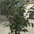 Hamamelis Intermedia Arnolds Promise 1-1.25 m buy online UK.