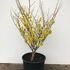 hia 80-100 cm buy online UK.