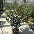 hia 1.5-1.75 m buy online UK.