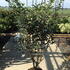 hia 1.75-2 m buy online UK.