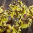 Hamamelis Intermedia Pallida is celebrated for its striking yellow flowers that emerge in winter offering both beauty and fragrance in the colder season.