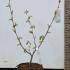 Hamamelis Mollis - Chinese Witch Hazel 50-60 cm buy online UK.