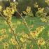 Hamamelis Mollis or Chinese Witch Hazel shrub covered in scented flowers in winter.