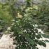 Hamamelis Virginiana American Witch Hazel 1.5-1.75 m buy online UK.