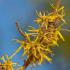 Hamamelis Virginiana American Witch Hazel a pretty yellow flowering shrub, with fragrant blooms in the winter on bare stems, buy UK.
