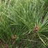 Pinus Densiflora Alice Verkade, Japanese Red Pine, Pines and Shrubs, UK
