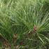Pinus Densiflora Alice Verkade, Japanese Red Pine, Pines and Shrubs, UK