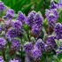 Hebe Autumn Glory, evergreen shrub with beautiful purple flowers throughout the summer