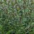 Hebe Champagne Shrubby Veronica Champagne, neat growing shrub for Sale Online UK