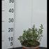 Hebe Champagne Shrubby Veronica 5-10 cm buy online UK.
