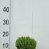 Hebe Green Globe 5-10 cm buy online UK.