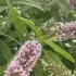 Elegant summer-flowering shrub with tall flower spikes.