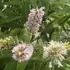 A stunning choice for borders and pollinator-friendly gardens.
