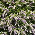 Hebe Midsummer Beauty, shrubby Veronica evergreen with pretty lilac flowers in summer