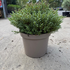 hps 20-30 cm buy online UK.