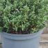Hebe pinguifolia Sutherlandii 10-15 cm buy online UK.