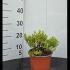 Hebe Rakaiensis 10-15 cm buy online UK.