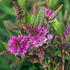 Hebe Red Edge, an evergreen shrub with pink flowers, summer flowering, buy UK