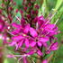 Hebe Wiri Charm, compact evergreen shrub with long lasting flowers