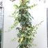 Hedera Algeriensis Gloire De Marengo 1.75-2 m buy online UK.