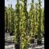 Hedera Algeriensis Gloire De Marengo 1.5-1.75 m buy online UK.