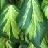 Hedera Colchica Sulphur Heart Ivy is commonly known as Paddy