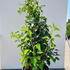 hha 60-80 cm buy online UK.