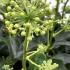 Hedera helix Arborescens Ivy evergreen shrub