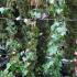 Hedera Helix, Ivy UK