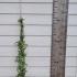 Hedera Helix Marginata Elegantissima 60-80 cm buy online UK.