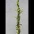 Hedera Helix Marginata Elegantissima 1.75-2 m buy online UK.