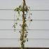 Hedera helix Oro di Bogliasco 80-100 cm buy online UK.