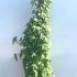 Hedera Helix Sagittifolia Ivy 80-100 cm buy online UK.