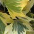 Hedera Helix Yellow Ripple Ivy, slow growing evergreen with small variegated foliage