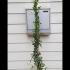 Hedera Helix 1.5-1.75 m buy online UK.